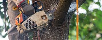 Professional Tree Services in Monsey, NY