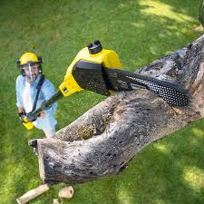 Best Lawn Renovation and Restoration  in Monsey, NY