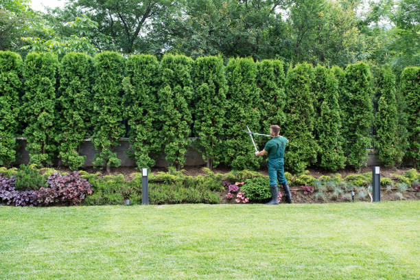 Reliable Monsey, NY Tree Services Solutions