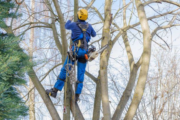 How Our Tree Care Process Works  in  Monsey, NY