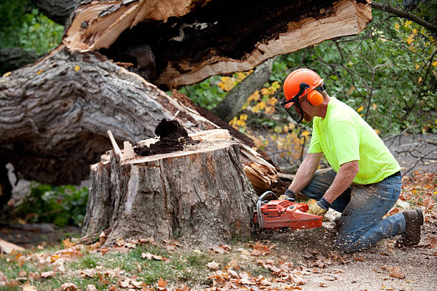 Best Tree Cabling and Bracing  in Monsey, NY