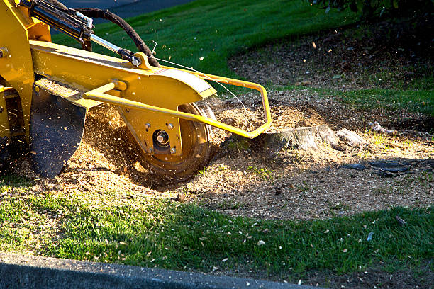 Best Root Management and Removal  in Monsey, NY