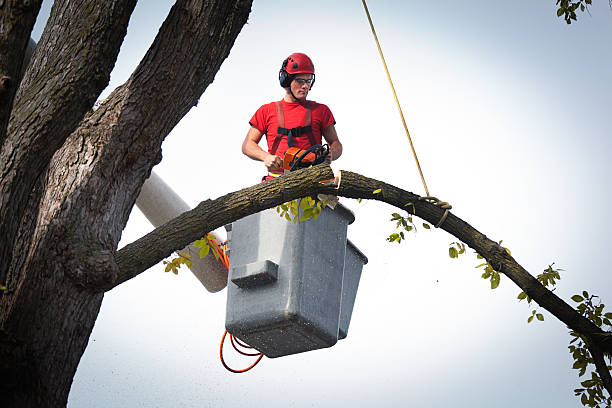 Best Tree Maintenance Programs  in Monsey, NY